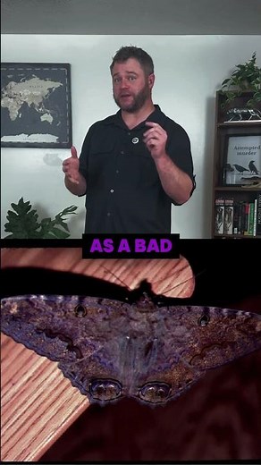 Why People Fear This Giant Moth