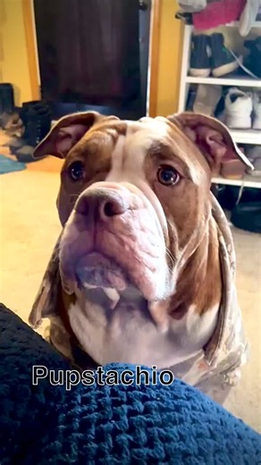 GermanVsBully (@germanvsbully)’s videos with original sound - Sesame Street