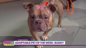 Meet Tacoma Humane Society's adoptable pet of the week