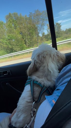 Totally love watching 👀 the cars behind🐶 | Pearly Alms