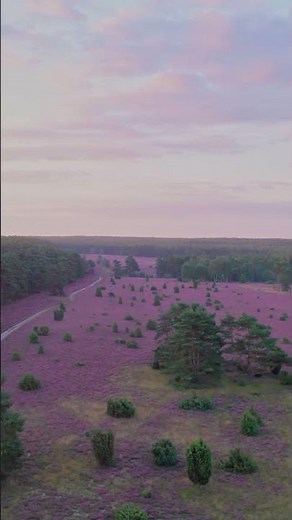 Die beste Zeit für die Heideblüte in der Lüneburger Heide