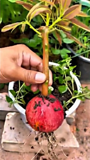 He received a Nobel Prize for this plant✅ #dacha #garden #shorts