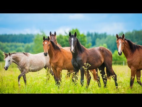 Amazing Moments Of Horses In Nature - Horse Sounds - Horse Videos