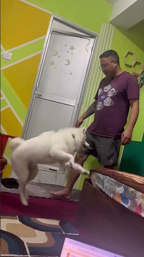 "WWF Gone Cute: Simba’s Wrestling Match with Dad 🐶❤️"