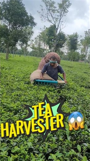 tea leaf cutting machine | the Harvester machine #shortvideo #farming #ytshorts #machinevideo