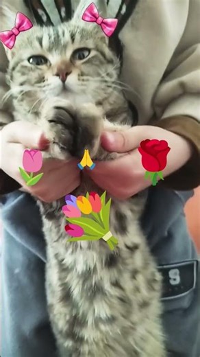 Let's play with the cat, shorst. #cat