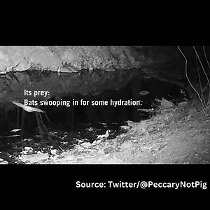 A rare owl spotted on the border of the U.S. and Mexico was captured on video. The animal is seen here hunting for bats. Check out the full video and learn more about this threatened species. https://outdoors.com/video-captures-rare-species-of-owl-dive-bombing-bats/ | Rare Animals