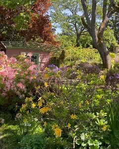 A delight around every corner awaits you in Abkhazi Garden, resplendent with rhododendrons and other spring blooms!" - Destination Greater Victoria 📍 Abkhazi Garden 📹 UnBlink Studio by Jackie Tahara We're excited to be able to help Vancouver Island residents plan their trips around the health authority. As part of BC's Restart Plan, recreational travel within your health region is allowed as of May 25, 2021. This means vacations, weekend getaways and tourism activities are good to go. | Touris