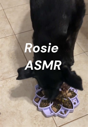 Rosie's ASMR Journey: Slow Feeder Fun!