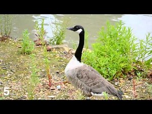 Nikon D3100 video sample