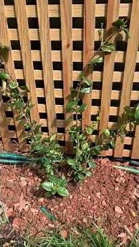 Plant highlight: Star Jasmine