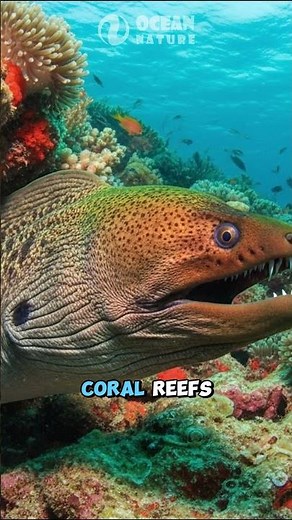 Moray Eel vs Sea Eel | Ocean’s Hidden Predators 👀