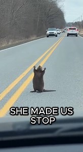 She Blocked Our Car… Because Her Babies Were Trapped. She stood in the middle of the road, trying to stop every car… until we realized why. A mother’s instinct is powerful — and she needed help. #wildlife #beaver #northamerica #animalrescue #naturestory #emotionalvideo | AmazeAnimals