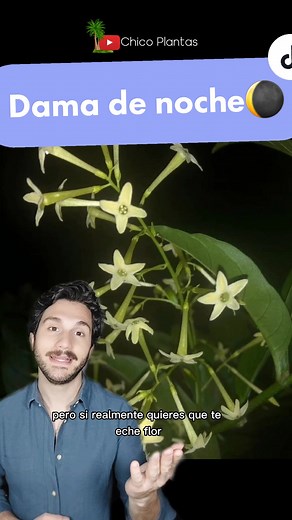 Cuidados de la Dama de Noche 🌘: Hojas Secas, Floración y Más