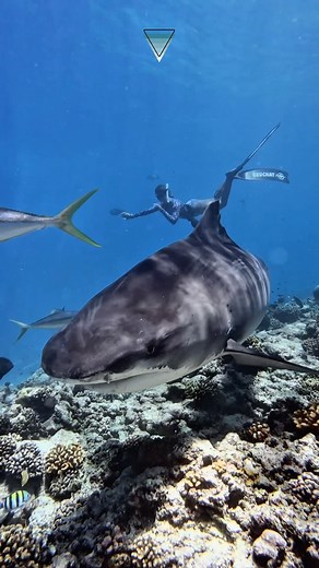 Freediving with Tigershark Still in awe. Freediving with tiger sharks—true apex predators of the ocean—was one of the most unique and humbling experiences. No cage. No tank. Just one breath… and sharing the blue with these powerful, curious beings. Tiger sharks are called the “garbage cans of the sea” because they’ll investigate almost anything with their mouths. But despite their reputation, they’re not mindless killers—they’re curious, calculated, and play a vital role in keeping marine ecosys