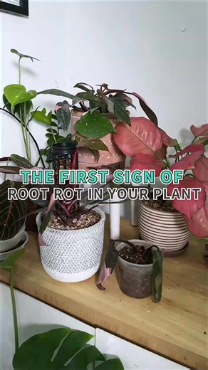 The first sign of root rot in your plant 🌱 Let’s catch it early together! #roots #rootrot #houseplants #indoorplants #plantslover #plants #plantcare #planttips #plantsmakepeoplehappy | Succulents Box