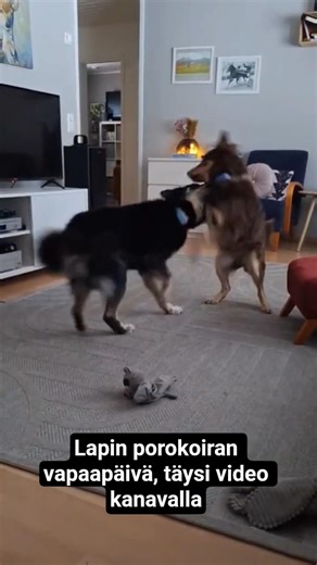 Lapin porokoiran vapaapäivä, Lapland renideer herding dogs my day video