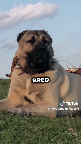 These dog breeds can defeat a LION 🦁 Be careful ! #top3 #dogoftiktok #lion #wolfdog #wolf #guardog #guard #tibetanmastiff #kangal