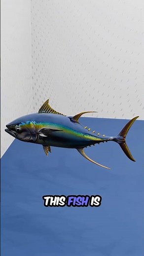 Yellowfin Tuna Facts | The Fast Ocean Predator of Tropical Seas