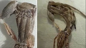 Incredible footage of alien like spider shedding its skin