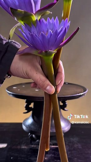 上元夜插紫睡莲：心净如莲，好运莲莲！