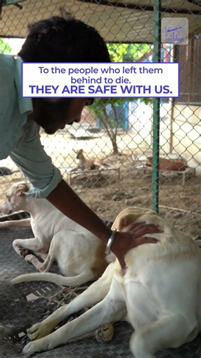 Saving the Forgotten: Life Inside Earthlings Trust 🐾
