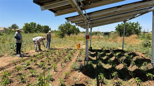Solar panels help Arizona farmers shade crops, save water and generate power
