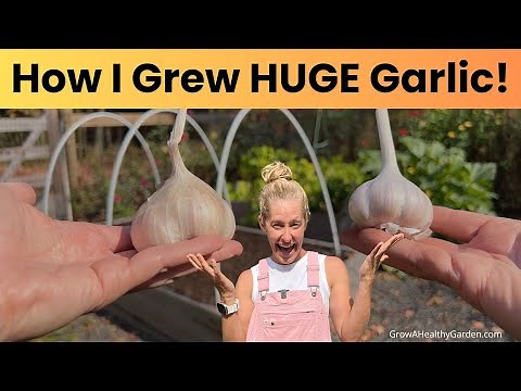 How To Grow Garlic •The Guide For Beginners