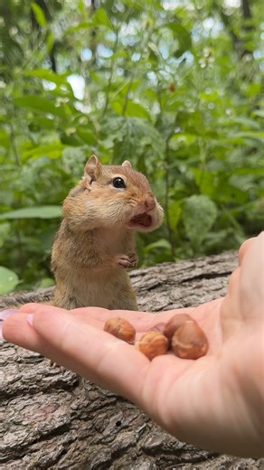 OBEY! 😇 #funny #comedy #cute #nature #wildlife #chipmunk #frozen #charlie #still #obedience #training | Charlie The Chipmunk