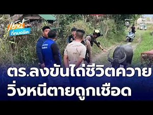 Police officers pool money to save a buffalo from being slaughtered | This Morning at Morchit.