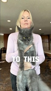 Can you believe how big this Maine Coon kitten grew?!