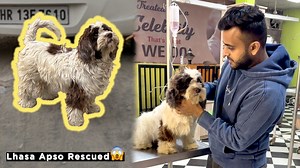 597K views · 15K reactions | Abandoned Lhasa Apso Rescued From Road #Rescue #abandonedDog | Pulkit VAMP | Facebook