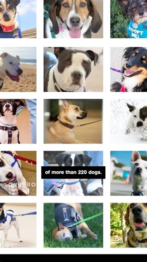 After witnessing animal neglect, she’s pairing cast-off canines with vulnerable kids to help both find hope and improve lives. Meet CNN Hero Melissa Wolf and get the full story on UnChained: https://cnn.it/4bDRluX | CNN Heroes