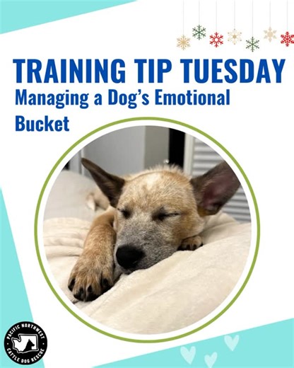 Just like with people, every dog has an emotional “bucket” that needs regular filling with connection, safety, enrichment, and all the little joys that make life good. But just like us, dogs can feel stressed when their buckets start to run low. That’s when they need a little extra patience, comfort, and understanding from their humans. Every dog is unique, so their emotional needs will differ. So here’s your reminder: check in with your dog’s emotional bucket today. A little love goes a long wa