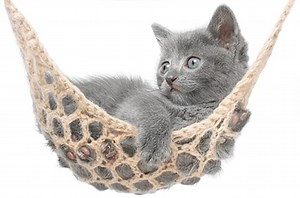 Cat and Dog Boarding in Raleigh, NC | Bowman Animal Hospital & Cat Clinic