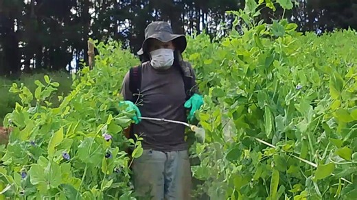 🌱🫛 Cuidando da Plantação de ervilha para garantir boa colheita! 💚 ``` #ErvilhaTorta #Plantação #ProdutorRural #Roça #AgroTikTok ```