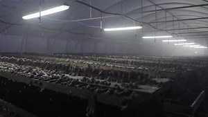 Here's What It's Like to Be a Snail on a European Snail Farm