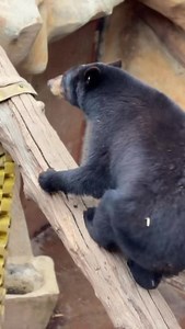 Wildlife Wednesday 🐻🌲 Did you know that black bears are surprisingly agile animals? They can run up to 30 mph and are skilled climbers, which helps them stay safe and explore their environment. 🌲🏔️ #blackbears #bearfacts #wildlife #smokymountains #pigeonforgetn | Three Bears General Store