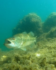 16K views · 213 reactions | The ZMan TRD Bugz is a special bait! For...