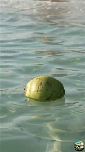🌴 From Beach to Coconut Tree! 🥥 | Seed to Fruit Growth Timelapse 🌊
