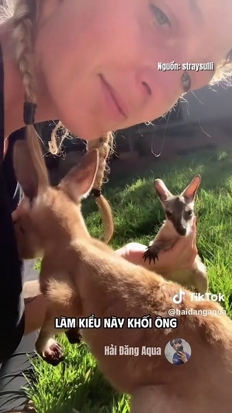 Lại thêm một thanh niên đến từ xứ sở kì lạ #haidangaqua #hải_đăng_aqua #kangaroo #kanguru #funnyanimals #cuteanimals #CapCut