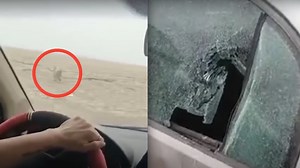 VIDEO: Siberian Tiger Full Speed Attacks Car In China