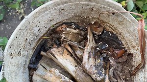 Maggots are the larvae of flies. Life cycle and characteristics: Larva stage: Hatches from eggs laid by flies in food sources