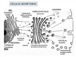 Celulas secretoras 360p