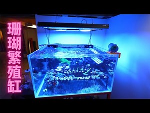 Setting up my old 50 gallon tank as a frag tank!