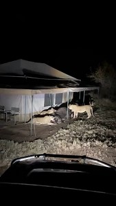 1.5K views · 8.5K reactions | #tanzaniasafari #tanzania #safari #tanzaniaweddings #africa #visittanzania #tanzanian #tanzaniaunforgettable #tanzanianweddings #serengetinationalpark #tanzaniaparks #travel #serengeti #wildlife #tanzanianfashion #kenya #ngorongoro #wildlifephotography #travelphotography #kilimanjaro #tanzaniangirl #zanzibar #uganda #nature #ngorongorocrater #africasafari #adventure #tanzaniatourism #tanzaniaphotography #tanzaniasafaris | Nice African Adventure & Safaris | Facebook