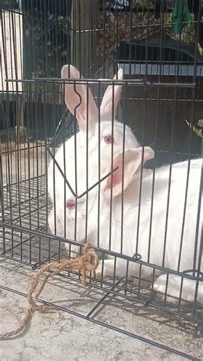 “Small White Rabbits 🐇🤍 So Cute & Beautiful | Baby Bunny Short Video”