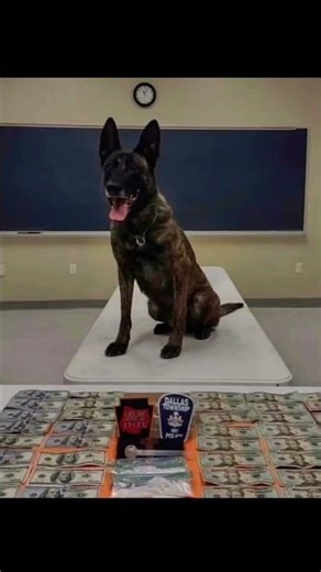 Epic Police Dogs in Action! 🐾🚨 #shorts