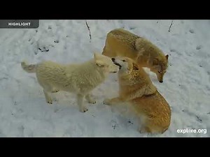 International Wolf Center South Camera | 2025 Highlights