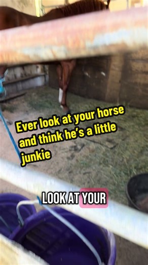 Understanding Different Horse Breeds and Their Traits